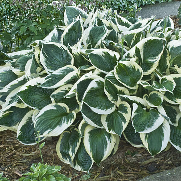 Hosta Minuteman  (8016)